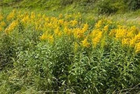 Organic Yellow Solidago Plant Seeds for Planting ƒ?? Heirloom, Non-GMO