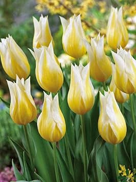 Yellow White Tulip Flower Seeds for Planting – Heirloom, Non-GMO, Beautiful Blooms seeds for planting in home garden