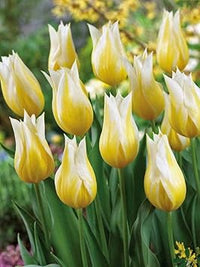 Yellow White Tulip Flower Seeds for Planting – Heirloom, Non-GMO, Beautiful Blooms seeds for planting in home garden
