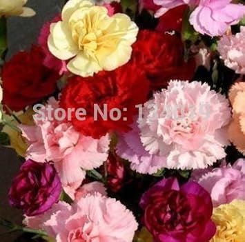 Organic Pink Caryophyllus Flower Seeds for Planting – Heirloom, Non-GMO