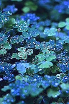 Organic Blue Green Clover Plant Seeds for Planting â€“ Heirloom, Non-GMO