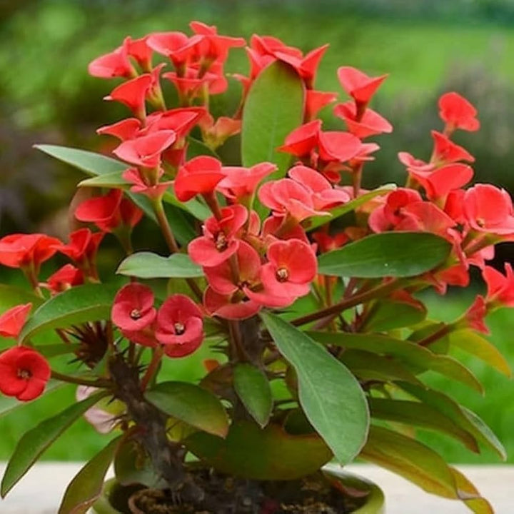 Heirloom Deep Red Euphorbia Milii Flower Seeds for Planting, Non-GMO