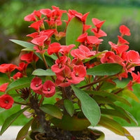 Heirloom Deep Red Euphorbia Milii Flower Seeds for Planting, Non-GMO