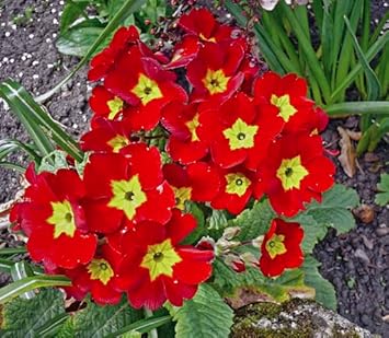Primula Malacoides Red Flower Seeds ƒ?? Heirloom Non-GMO Seeds for Garden Planting for planting in your garden.