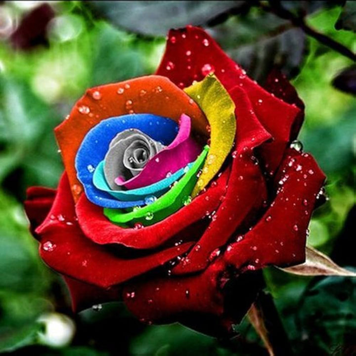 Heirloom Non-GMO Rainbow Mixed Flower Seeds for Planting ƒ?? Colorful Blend of Seasonal Garden Blooms