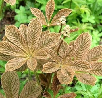Heirloom Non-GMO Brown Rodgersia Henrici Flower Seeds ƒ?? Ornamental Shade Garden Seeds