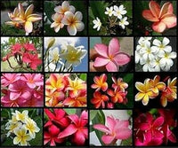 Mixed Egg Flower Seeds for Garden Planting – Heirloom, Non-GMO Bright Bloom Variety
