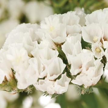 White Statice Seeds for Planting – Organic, Heirloom, Non-GMO Flower Seeds