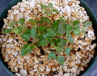 Boswellia Sacra Seeds for Planting â€“ Heirloom, NON-GMO, Easy to Grow Frankincense Tree Seeds