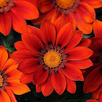 & (& scientific name) for planting in garden