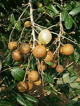 Longan fruit seeds for home garden