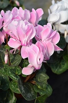 Baby Pink Cyclamen Seeds for Planting – Organic, Heirloom, Non-GMO Flower Seeds
