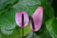 Anthurium flower seeds - NON GMO Seeds