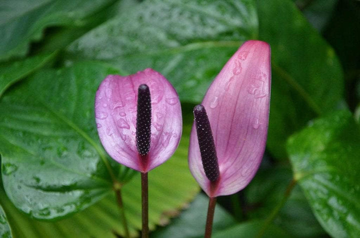 Anthurium flower seeds - NON GMO Seeds