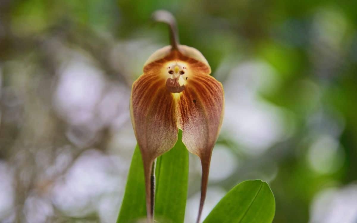 Heirloom Non-GMO Monkey Orchid Flower Seeds for Planting – Rare Dracula Simia Exotic Blooms