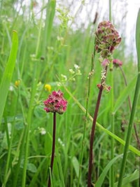 Red Burnet Sanguisorba Herb Plant Seeds for Garden Landscaping-Heirloom & Non-GMO Seeds for planting ? Fresh Herb for Your Garden