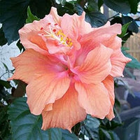 Heirloom Non-GMO Peach Hibiscus Flower Seeds for Planting – Tropical Garden Blooms for planting in your garden.
