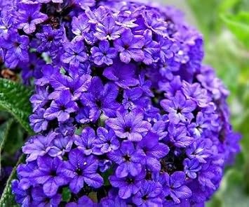 Blue Marine Flower Seeds for Planting – Organic, Heirloom, Non-GMO Garden Blooms