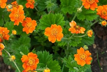 Geum Flower Seeds for Garden Planting - NON GMO Seeds for planting in home garden