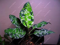 Yellow Aglaonema Plant Seeds for Planting - NON GMO Seeds