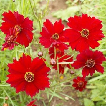 Red Coreopsis Flower Seeds for Planting - NON GMO Seeds for planting in home garden