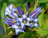Blue White Gentian Flower Seeds for Planting - 100 pcs seeds for planting in home garden