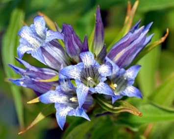 Blue White Gentian Flower Seeds for Planting - 100 pcs seeds for planting in home garden