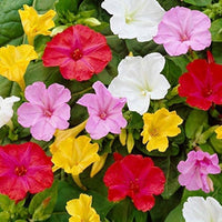 Mixed Mirabilis Jalapa Flower Seeds – Heirloom Non-GMO Blooms for Colorful Garden Planting for planting in your garden.