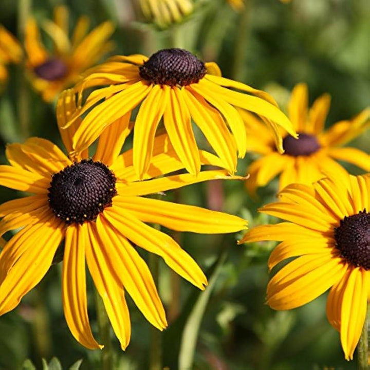 Rudbeckia Flower Seeds for Planting, Yellow Blooms, 100 pcs