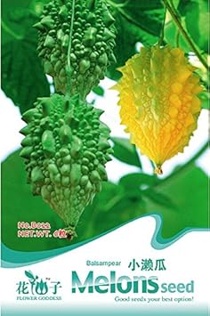 Green Bitter Gourd Seeds for Planting - heirloom & Non GMO Seeds