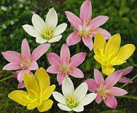Mixed Rain Lily Flower Seeds for Planting - NON GMO Seeds for planting in home garden