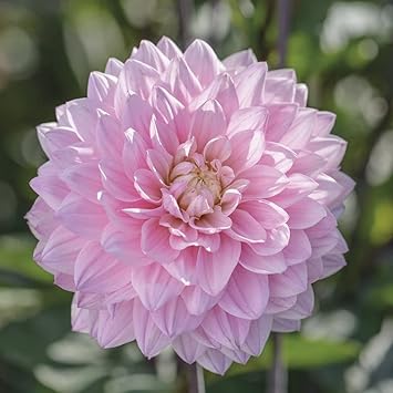 Heirloom Non-GMO Dahlia Flower Seeds for Planting – Bold, Colorful Summer Garden Blooms