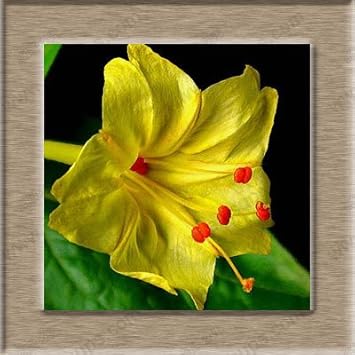 Yellow Mirabilis Flower Seeds for Planting ƒ?? Organic, Heirloom, Non-GMO Four O'Clock Seeds for planting in your garden.
