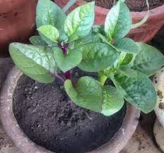 Vietnamese Plant Seeds for Planting heirloom & Non-GMO Seeds