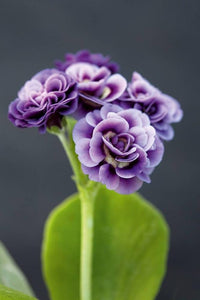 Violet Primrose Flower Seeds for Planting-100 pcs