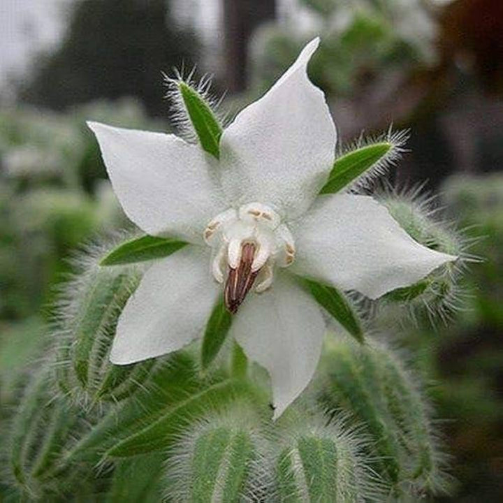 Borage White Seeds for Planting ƒ?? Organic, Heirloom, Non-GMO Flower & Herb Seeds