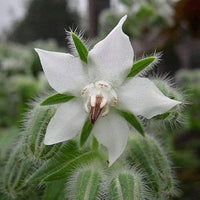 Borage White Seeds for Planting ƒ?? Organic, Heirloom, Non-GMO Flower & Herb Seeds