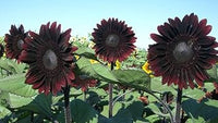 Chocolate Sunflower Seeds for Planting – Unique Dark Blooms for Garden Decor & Pollinator Attraction
