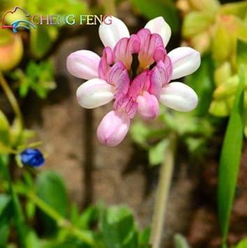 Pink Crownvetch Flower Seeds for Planting – Organic, Heirloom, Non-GMO Ground Cover Seeds