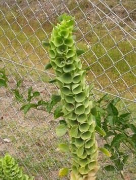 Heirloom Non-GMO Shell Flower Seeds for Tropical Garden Borders and Decorative Planting - Non-GMO for planting in home garden
