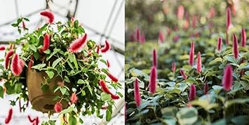 Acalypha Flower Seeds for Planting - NON GMO Seeds
