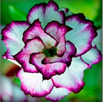 Organic Heirloom White Purple Adenium Flower Seeds for planting in home garden