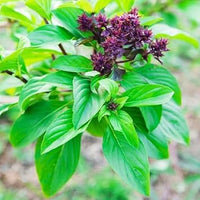 Basil Scented Flower Seeds for Planting, Unique Variety - Heirloom seeds