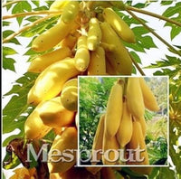Mouse Melon Fruit Seeds - Small and Unique Melons for Your Garden 100 Pcs pcs