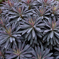 Euphorbia Amygdaloides Plant Seeds for Planting, NON GMO Seeds