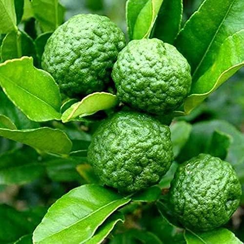 Kaffir lime Citrus hystrix seeds for herb and culinary garden