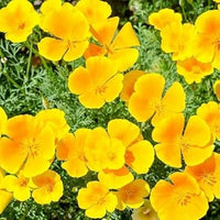 California Flower Seeds for Planting - 100 pcs