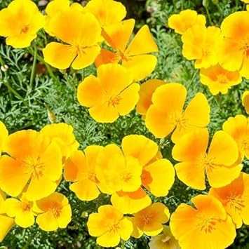 California Flower Seeds for Planting - 100 pcs for planting in your garden.