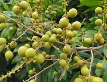 Lush Longan Dimocarpus longan seeds for planting in home garden