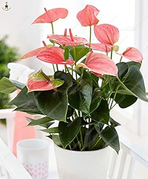 Mixed Anthurium Andraeanu Flower Seeds